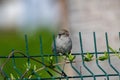 House Sparrow Passer domesticus in natural background