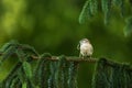 House Sparrow (Passer domesticus)nest bulding Royalty Free Stock Photo