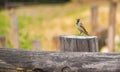 House sparrow - Passer domesticus on an old wooden fence with food in his beak Royalty Free Stock Photo