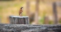 House sparrow - Passer domesticus on an old wooden fence with food in his beak Royalty Free Stock Photo