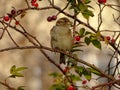 House sparrow Passer domesticus perched on a rose hip. Late November autumn