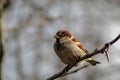 House sparrow Passer domesticus perching on a tree branch in a bright January day