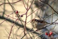 House sparrow Passer domesticus. Single bird perching on a rose hip in a bright March day. Beautiful small bird, looking for a fo