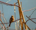 House sparrow Passer domesticus. Single bird perching on a tree branch in a bright March day. Beautiful small bird, looking for a