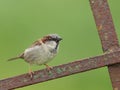 House Sparrow Royalty Free Stock Photo