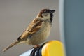 House sparrow, Passer domesticus, species of a small bird from the sparrow family Passeridae Royalty Free Stock Photo