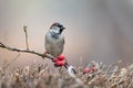 House Sparrow Standing on a branch bush Common Sparrow pearching