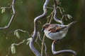 House Sparrow, Passer domesticus,