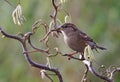 House Sparrow, Passer domesticus,