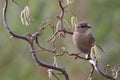 House Sparrow, Passer domesticus