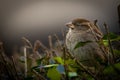 House sparrow perched atop a freshly cut hedge. Royalty Free Stock Photo