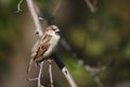 House Sparrow perched on branch