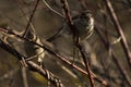 House Sparrow Perched on Branch