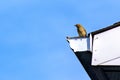 House sparrow perched on eavestrough Royalty Free Stock Photo