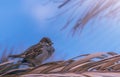 House sparrow perched on a palm tree branch.
