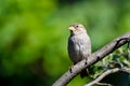 House Sparrow Perched in a Tree Royalty Free Stock Photo