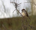 House Sparrow Royalty Free Stock Photo