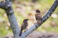 House sparrow perched on a tree branch