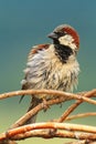 House Sparrow Perched On Twigs