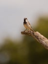 House Sparrow perching on Olive tree branch