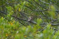 House sparrow resting on tree branch Royalty Free Stock Photo