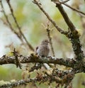 House sparrow resting on tree branch Royalty Free Stock Photo