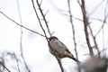 House sparrow resting on tree branch Royalty Free Stock Photo