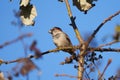 House sparrow resting on tree branch Royalty Free Stock Photo