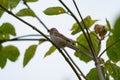 House sparrow resting on tree branch Royalty Free Stock Photo