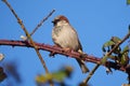 House sparrow resting on tree branch Royalty Free Stock Photo