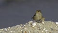 House Sparrow on Sand Hill