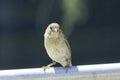 House sparrow in town looking for food Royalty Free Stock Photo