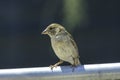 House sparrow in town looking for food Royalty Free Stock Photo