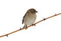 House sparrow sits on a branch with thorns isolated on white ba