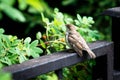 House sparrow sits on a metal bar