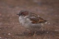 House Sparrow