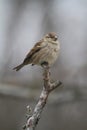 A House Sparrow sitting Atop a dead branch 4 - Passer domesticus Royalty Free Stock Photo