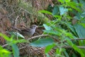 House sparrow sitting in the bushes