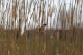House Sparrow sitting on a dry blade of grass in the reeds on the edge of a pond with beautiful bokeh Royalty Free Stock Photo
