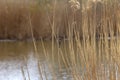 House Sparrow sitting on a dry blade of grass in the reeds on the edge of a pond with beautiful bokeh. Wild Royalty Free Stock Photo