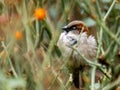 House sparrow sitting in grass