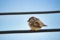 House sparrow sitting on a wire against a blue sky background Royalty Free Stock Photo