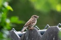 House Sparrow sitting on a wooden fence eating a bug Royalty Free Stock Photo