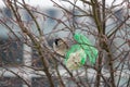 A house sparrow in the snow blizzard Royalty Free Stock Photo