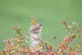 Female house sparrow -Passer domesticus- on a Chaenomeles speciosa shrub Royalty Free Stock Photo