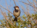 House sparrow subspecies biblicus is resident on Cyprus Royalty Free Stock Photo