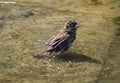 House sparrow Royalty Free Stock Photo