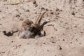 House sparrow taking a sand bath
