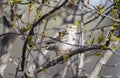 House Sparrow at Three Oaks Recreation Area in Crystal Lake, Illinois Royalty Free Stock Photo