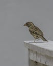 House sparrow in town looking for food Royalty Free Stock Photo